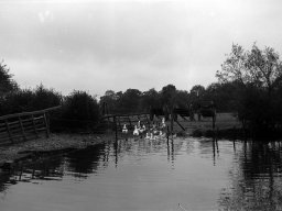 Canards, charrettes et voiture